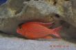 FireFish (17).JPG