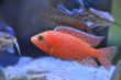 FireFish (22).JPG