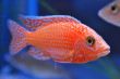 FireFish (27).JPG