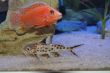 FireFish (28).JPG