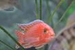 FireFish (31).JPG