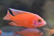 FireFish (32).JPG