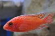 FireFish (35).JPG