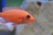 FireFish (39).JPG