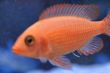 FireFish (38).JPG