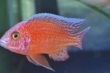 FireFish (36).JPG