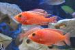 FireFish (41).JPG