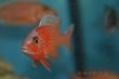 FireFish (11).JPG