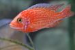 FireFish (37).JPG