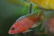 FireFish (8).JPG