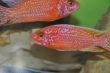 FireFish (49).JPG