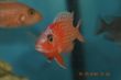 FireFish (10).JPG
